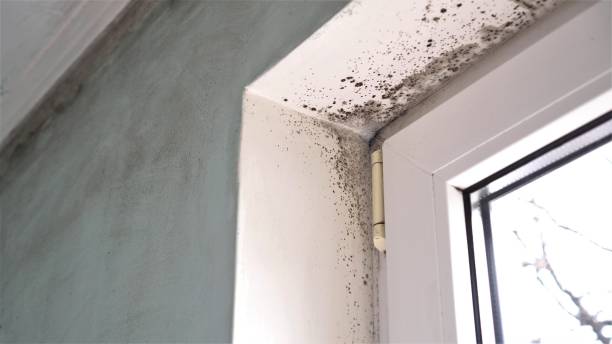 Best Attic Mold Removal  in East Chicago, IN