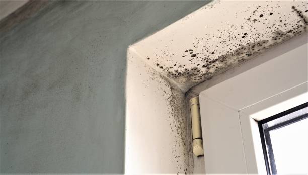 Best Airborne Mold Testing  in East Chicago, IN
