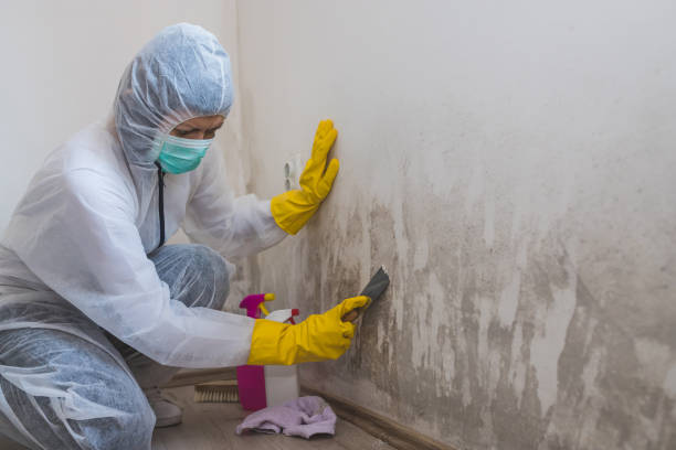 Mold Odor Removal Services in East Chicago, IN