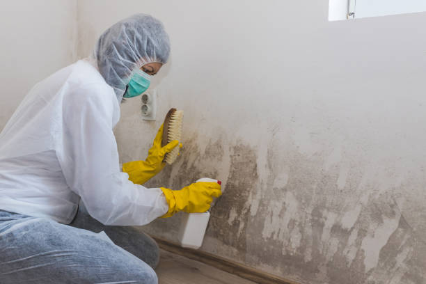 Best Crawl Space Mold Remediation  in East Chicago, IN