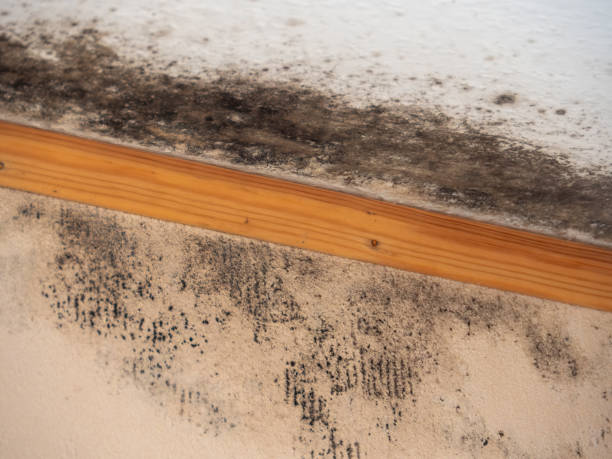 Best Black Mold Removal  in East Chicago, IN