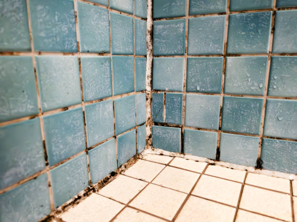 Best Mold-Related Health Consultation  in East Chicago, IN